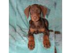 Doberman Pinscher Puppy for sale in Pomona, MO, USA