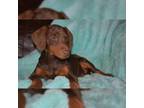 Doberman Pinscher Puppy for sale in Pomona, MO, USA