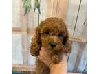 Poodle (Toy) Puppy for sale in Adairsville, GA, USA