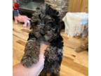 Poodle (Toy) Puppy for sale in Adairsville, GA, USA