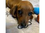 Dachshund Puppy for sale in Adairsville, GA, USA