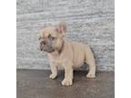 French Bulldog Puppy for sale in Dallas, TX, USA