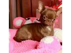 Chihuahua Puppy for sale in San Jose, CA, USA