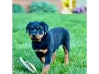 Rottweiler Puppy for sale in Newville, PA, USA