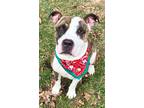 Pierce, American Pit Bull Terrier For Adoption In Voorhees, New Jersey
