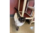 Radcliffe, Siamese For Adoption In Rochester, Minnesota
