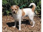 Johann, Jack Russell Terrier For Adoption In Jamestown, California