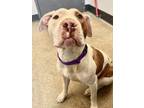 Gilda 82, American Pit Bull Terrier For Adoption In Cleveland, Ohio