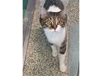 Maisy, Domestic Shorthair For Adoption In Burlington, Kentucky