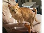 Hank, Domestic Shorthair For Adoption In Richmond Hill, Ontario