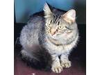 Stella, Domestic Mediumhair For Adoption In Carlinville, Illinois