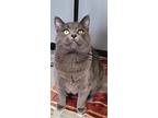 Smokey, Domestic Shorthair For Adoption In Carlinville, Illinois