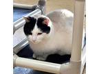 Cubby, Domestic Shorthair For Adoption In Carlinville, Illinois