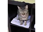 Styx, Domestic Shorthair For Adoption In Carlinville, Illinois