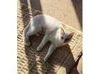 Pearl, Domestic Shorthair For Adoption In Carlinville, Illinois