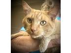 Butterball, Domestic Shorthair For Adoption In Carlinville, Illinois
