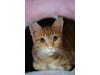 Lola, Domestic Shorthair For Adoption In Carlinville, Illinois