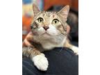Chumley Is A Loverboy, Domestic Shorthair For Adoption In Brooklyn, New York