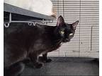 Benjamin Franklin, Domestic Shorthair For Adoption In Sherman Oaks, California