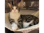Monster, Tabby For Adoption In Waxahachie, Texas