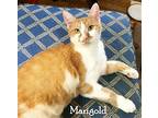 Marigold, Domestic Shorthair For Adoption In Culpeper, Virginia