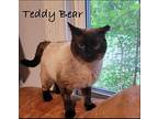 Teddy Bear, Siamese For Adoption In Enka, North Carolina