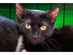 Wednesday, Domestic Shorthair For Adoption In Oradell, New Jersey