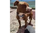 Canelo, American Pit Bull Terrier For Adoption In Espanola, New Mexico