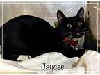 Jaycee, Domestic Shorthair For Adoption In Holly Springs, Georgia