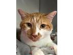 Henry, Domestic Shorthair For Adoption In Troy, Virginia