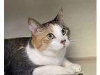 Syrup, Domestic Shorthair For Adoption In Green Valley, Arizona