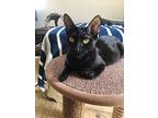 Essie, Domestic Shorthair For Adoption In Fallbrook, California