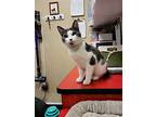 Kitty Soft Paws, Domestic Shorthair For Adoption In Glendale, Arizona