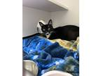 Darling, Domestic Shorthair For Adoption In Shorewood, Illinois