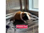 Manchas, Guinea Pig For Adoption In Edmonton, Alberta