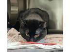 Mercury, Domestic Shorthair For Adoption In Edmonton, Alberta