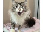 Nexus, Ragdoll For Adoption In Edmonton, Alberta