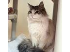 Nivia, Ragdoll For Adoption In Edmonton, Alberta