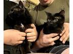 Ralph (24-301) & Royal (24-302), Domestic Shorthair For Adoption In Seven