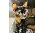 Sissy, Domestic Shorthair For Adoption In Edmonton, Alberta