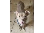 Diamond Nj, American Staffordshire Terrier For Adoption In Rockaway, New Jersey