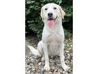 High Authority In Foster & House Trained!, Labrador Retriever For Adoption In