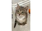 Perth, Domestic Shorthair For Adoption In Dallas, Texas