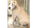 Josie, Staffordshire Bull Terrier For Adoption In Forrest City, Arkansas