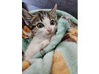 Foccacia, Domestic Shorthair For Adoption In La Habra, California