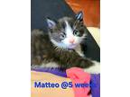 Matteo (camp Kikiwaka Litter #4), Domestic Shorthair For Adoption In Alexandria