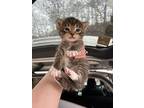 Molly (camp Kikiwaka Litter Kitten #3), Domestic Shorthair For Adoption In