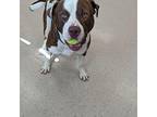 Dj, American Pit Bull Terrier For Adoption In Burlington, Iowa