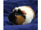 Phoebe & Phoenix, Guinea Pig For Adoption In Forked River, New Jersey