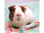 Cookie, Guinea Pig For Adoption In Forked River, New Jersey